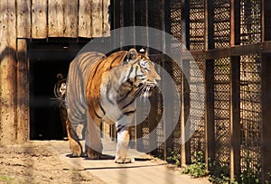 Indian tiger in cage