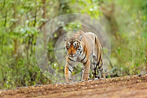 Indian tiger female with first rain, wild animal in the nature habitat, Ranthambore, India. Big cat, endangered animal. End of dry photo