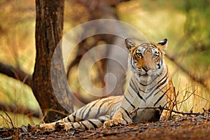 Indian tiger female with first rain, wild animal in the nature habitat, Ranthambore, India. Big cat, endangered animal. End of dry photo