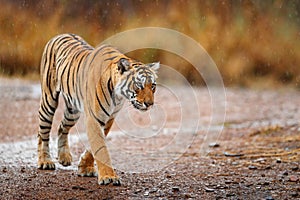 Indian tiger with first rain, wild animal in the nature habitat, Ranthambore, India. Big cat, endangered animal. End of dry season