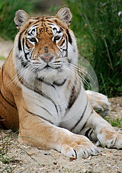 Indian Tiger laying