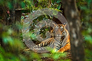 Indický samec prvý dážď divoký zviera v príroda,,. veľký mačka ohrozený zviera. koniec z 