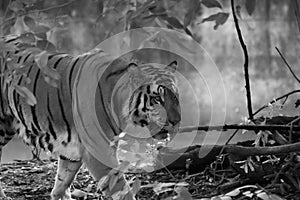 Indian Tiger or Royal Bengal Tiger Staring and Walking