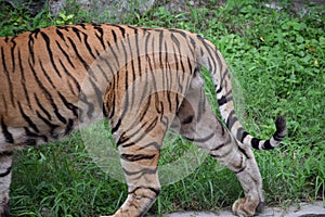 Indian tiger is standing on a grass field