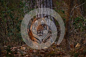 Indian tiger walk between the tree, hidden in the forest. Big orange striped cat in the nature habitat, Kabini Hagarhole National