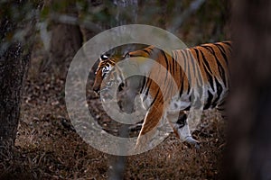 Indian tiger walk between the tree, hidden in the forest. Big orange striped cat in the nature habitat, Kabini Hagarhole National