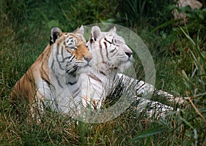 Indian Tiger and White Tiger