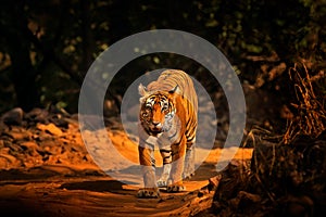 Indian tiger, wild animal in the nature habitat, Ranthambore NP, India. Big cat, endangered animal. End of dry season, beginning