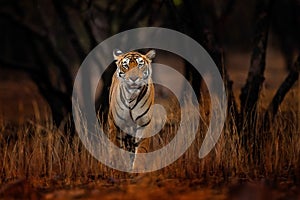 Indian tiger, wild animal in the nature habitat, Ranthambore NP, India. Big cat, endangered animal. End of dry season, beginning