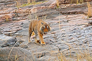 Indian tiger, wild danger animal in nature habitat, Ranthambore, India. Big cat, endangered mammal, nice fur coat. End of dry seas