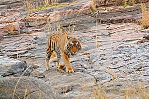 Indian tiger, wild danger animal in nature habitat, Ranthambore, India. Big cat, endangered mammal, nice fur coat. End of dry seas photo