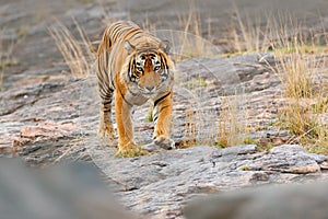 Indian tiger, wild danger animal in nature habitat, Ranthambore, India. Big cat, endangered mammal, nice fur coat. Tiger on stone