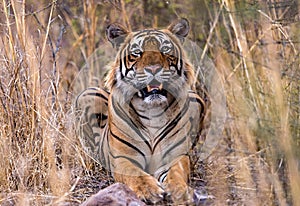 Indian tiger in wild photo