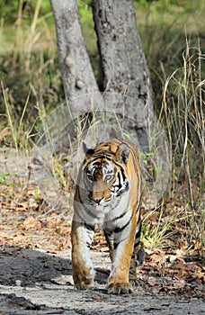 An Indian tiger in the wild. Royal Bengal tiger ( Panthera tigris )