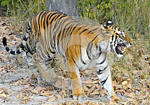 An Indian tiger in the wild. Royal Bengal tiger ( Panthera tigris )