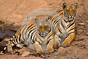 Indian tigers