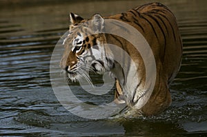 Indian Tigress