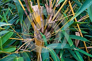 Indian timber bamboo (Bambusa tulda) displaying branches and leaves sprouting from its main stem