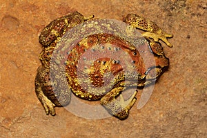 Indian Toad, Duttaphrynus melanostictus, Mulshi, Maharashtra
