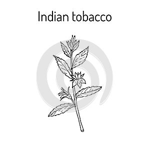 Indian Tobacco Lobelia inflata , or Asthma weed, pukeweed, gagroot, medicinal herb