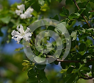 Indian Tree Dolichandrone falcata