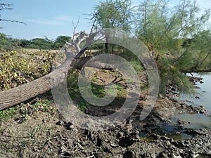 Indian tree lying on ground,branch on the ground