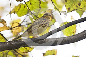 Indian tree pipit.