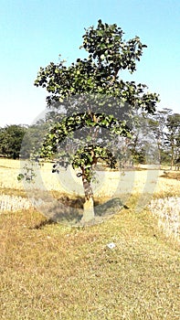 An Indian tree standing between  cutting field