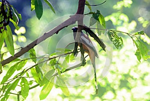 Indian Treepie Bird