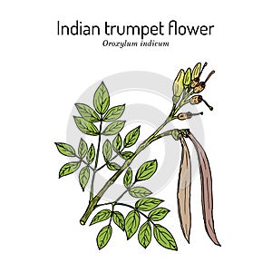 Indian trumpet flower Oroxylum indicum , medicinal plant