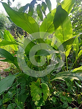 Indian turmeric plants greenzone garden