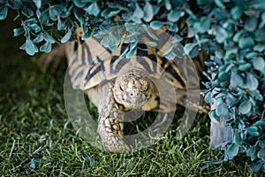 Indian turtle
