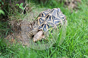 Indian turtle