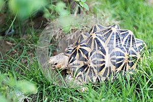Indian turtle or star turtle