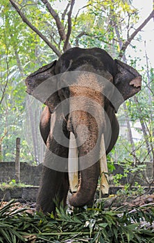 Indian tusker portrait while eating