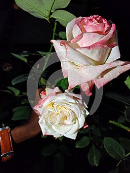 Indian twin fade pink rose