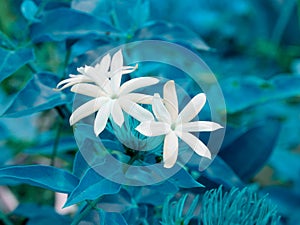 Indian variety of white color seasonable flowers presented on turquoise color blur leaves