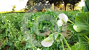 The Indian vegetable peas flower