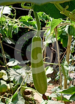 Indian vegetables long winter melon gourd bottle  Calabash gourd or bottle gourd hanging