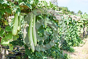 Indian vegetables long winter melon gourd bottle - Calabash gourd or bottle gourd hanging on the vine plant tree in the garden