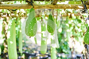 Indian vegetables long winter melon gourd bottle - Calabash gourd or bottle gourd hanging on the vine plant tree in the garden