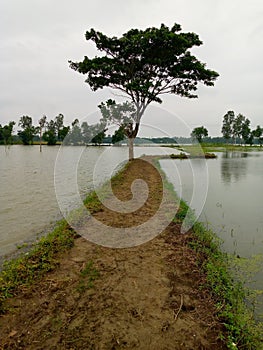 Indian village beautiful natural scenario in rainy day