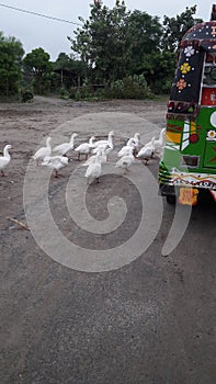 Indian village birds enjoy on way