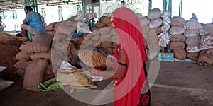 Indian village farmer woman filtering dust from wheat grain at farmers produce market