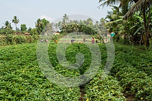 Indian village. Field of sweet potatoes. Beginning of harvesting