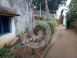 Indian village house in odisha state and other trees