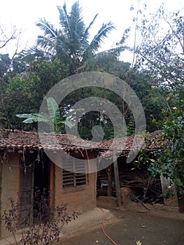 Indian village house in odisha state and other trees