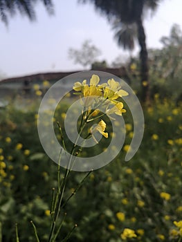 Indian village Mustard flower photography mobile photography Village picturesMustard flower photo
