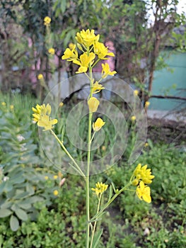 Indian village mustard plant flower