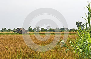 Indian village with ripen wheat crop and a small hut